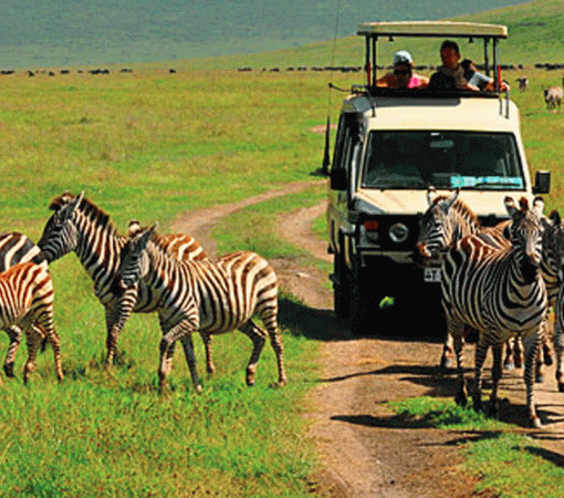 Why Travelers Trust Our Serengeti Safari Company in Tanzania