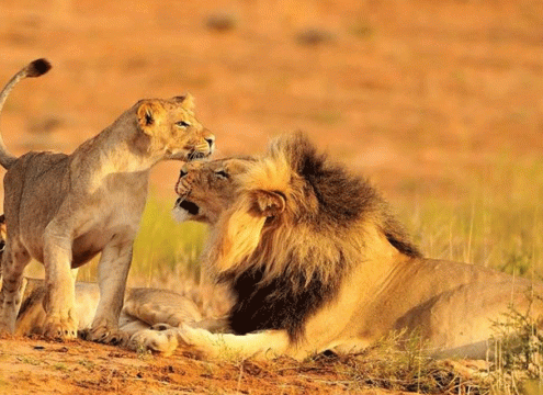 5 Days Tanzania Safari