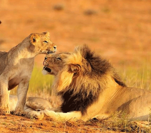 Small Group Serengeti Safari Adventures