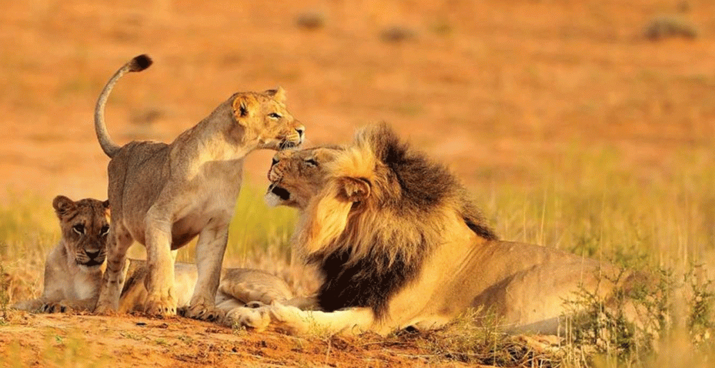 Small Group Serengeti Safari Adventures