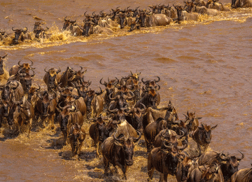 Best Time to Visit Serengeti After Booking