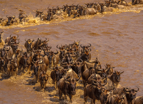 5 Days Serengeti River cross and Ngorongoro Family Safari