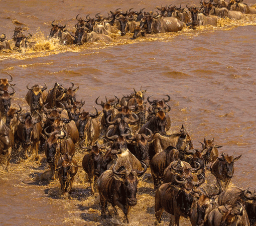 Best Time to Visit Serengeti After Booking
