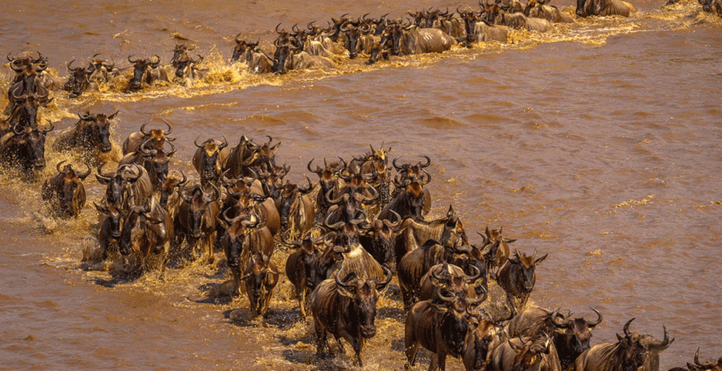 4 Days Serengeti Western Corridor Safari