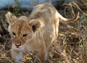 Lion cub in the Serengeti during a 4 days Serengeti migration calving season safari.