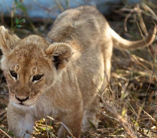 Lion cub in the Serengeti during a 4 days Serengeti migration calving season safari.