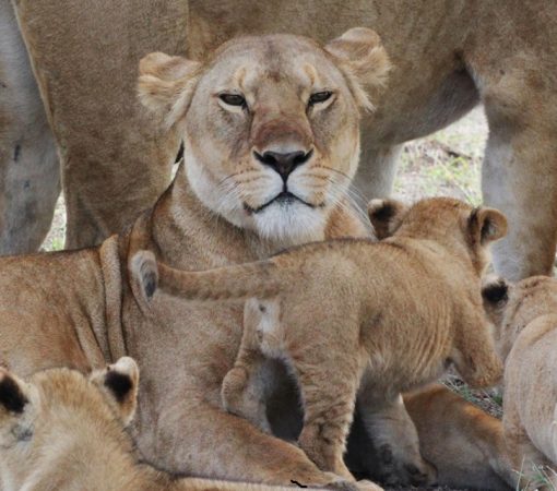 Lion pride resting in the Serengeti during a 4 Days Serengeti Tanzania Safaris adventure.
