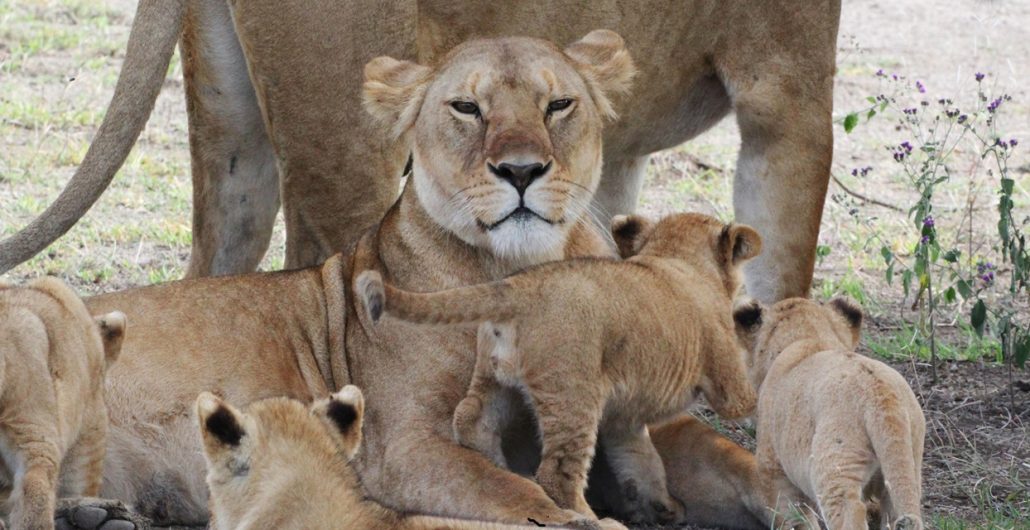 Lion pride resting in the Serengeti during a 4 Days Serengeti Tanzania Safaris adventure.