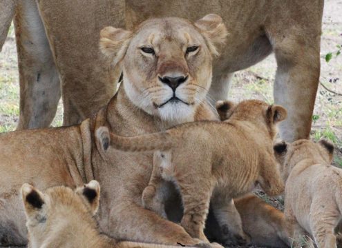 Lion pride resting in the Serengeti during a 4 Days Serengeti Tanzania Safaris adventure.