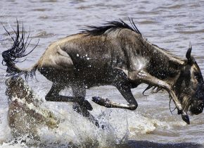 7 Days Luxury Serengeti Wildebeest Migration Safari