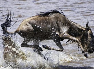 Wildebeest crossing the Mara River during the Serengeti Great Migration in Northern Tanzania