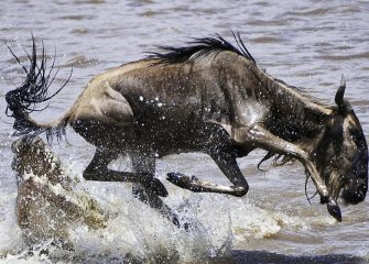 Wildebeest crossing the Mara River during the Serengeti Great Migration in Northern Tanzania