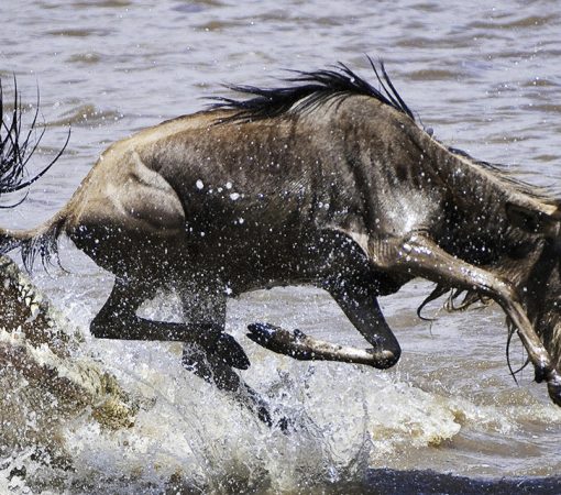 Wildebeest crossing the Mara River during the Serengeti Great Migration in Northern Tanzania