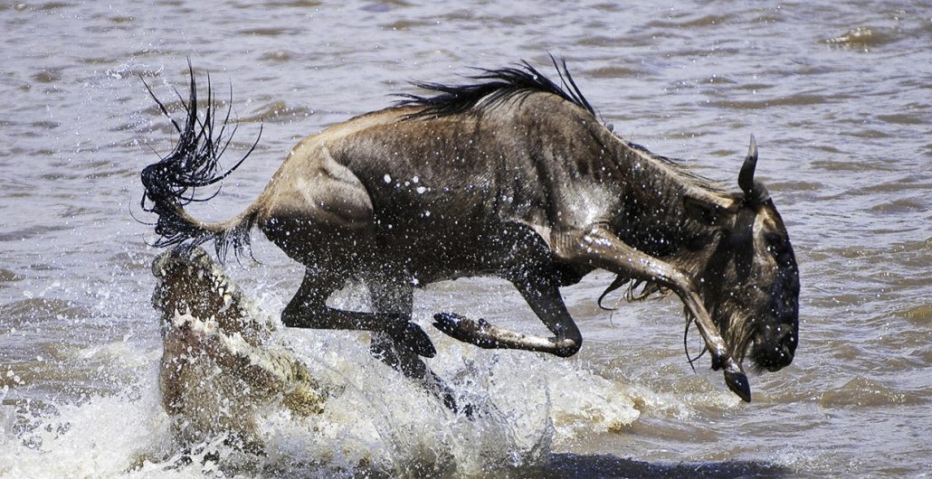 Wildebeest crossing the Mara River during the Serengeti Great Migration in Northern Tanzania
