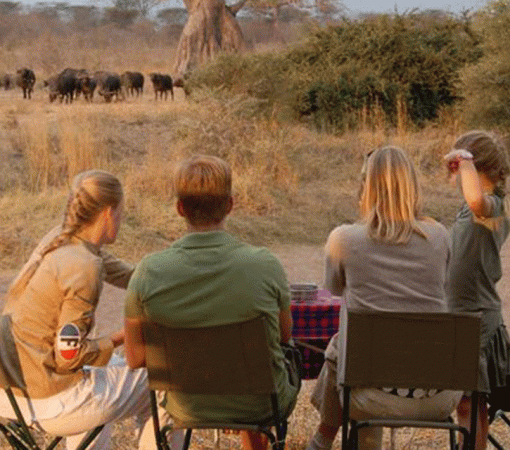 Why Serengeti Is the Best Choice for safaris