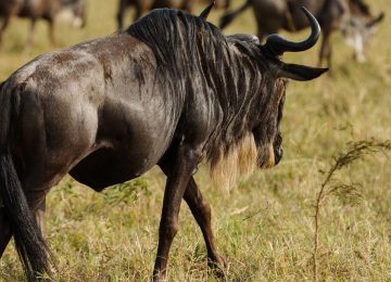 Massive wildebeest herd during the 8 Day Serengeti Great Migration Safari in Tanzania