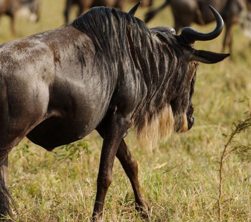 Massive wildebeest herd during the 8 Day Serengeti Great Migration Safari in Tanzania