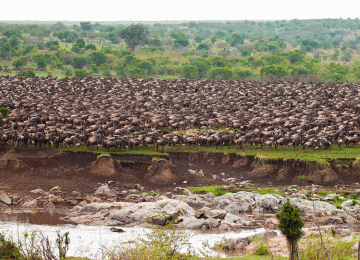 7 Days Private Great Migration Safari in Serengeti