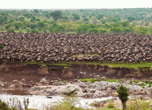 Serengeti Great Migration Tour