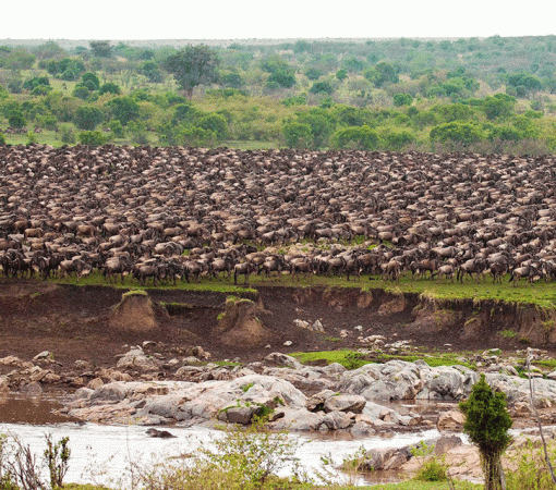 Witness the Great Migration with Our Guided Serengeti Safaris