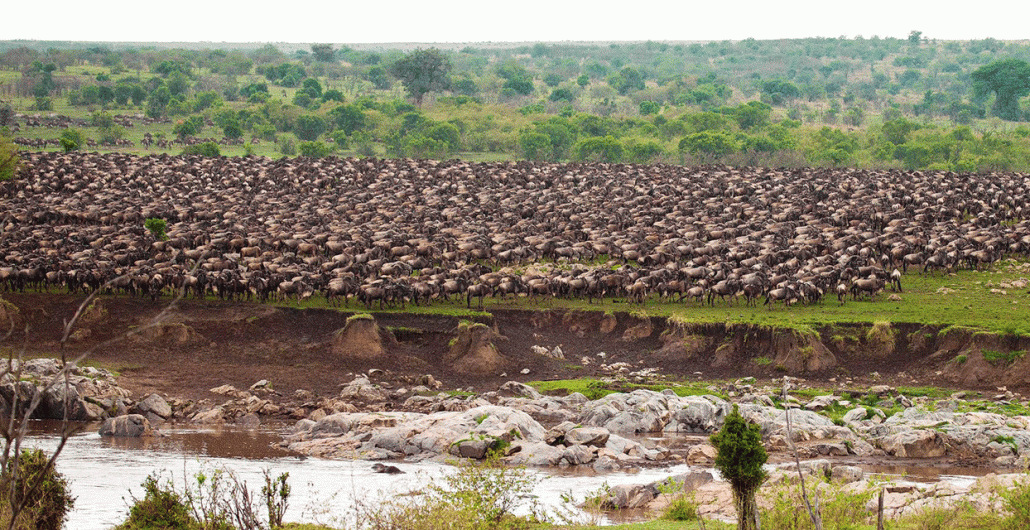 Witness the Great Migration with Our Guided Serengeti Safaris