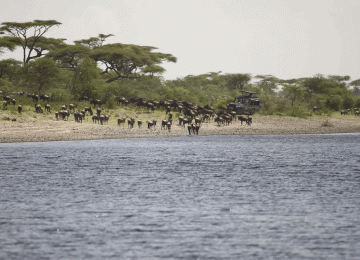 5 Days Central Serengeti Safari