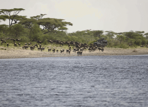 5 Days Central Serengeti Safari