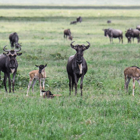 What to Check Before Booking a Ndutu Calving Season Safari