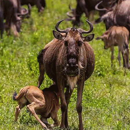 February Ndutu Calving Season Safari Packages and Prices