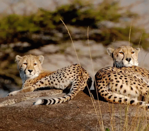 Serengeti vs Maasai Mara: Which Safari Destination Is Better?