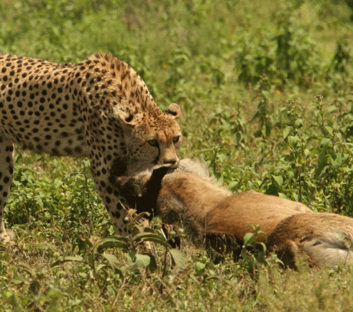 The Ultimate Serengeti Safari Guide
