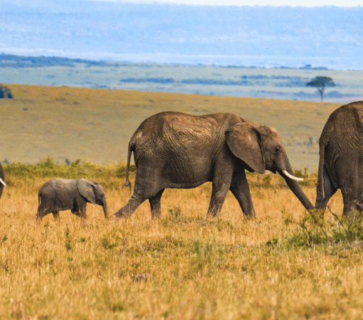 The Ultimately Serengeti Safari Complete Guide