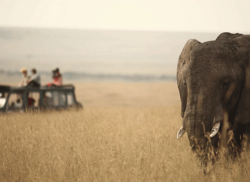 4 Day Serengeti Budget Camping Safari