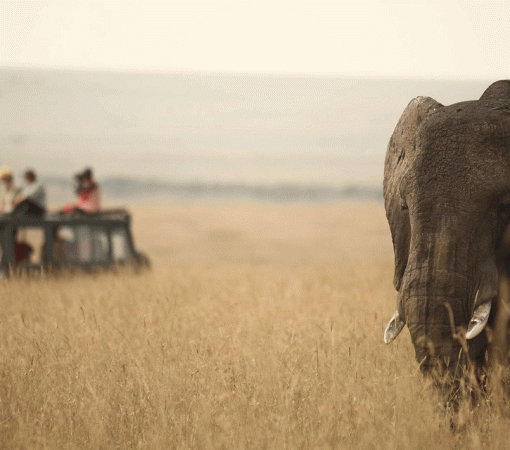 4 Day Serengeti Budget Camping Safari