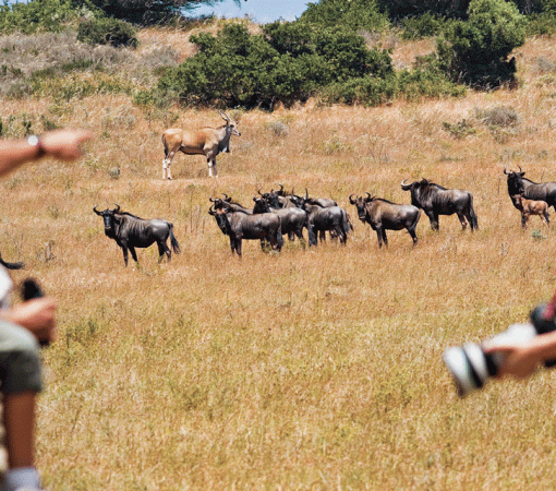 Serengeti Safari Complete Booking Guide