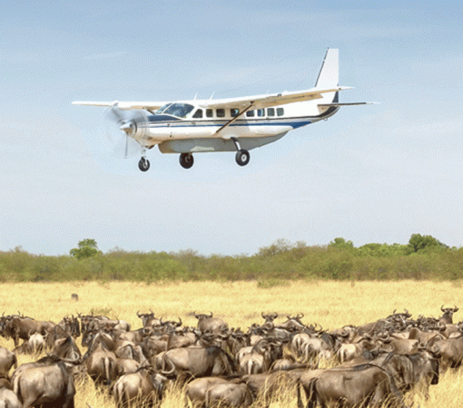 Booking Luxury vs Mid-Range vs Budget Serengeti Safaris