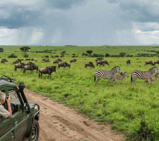 Affordable Serengeti Safari Deals with Trusted Local Guides