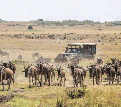 Why the Serengeti is the Ultimate Luxury Safari Destination