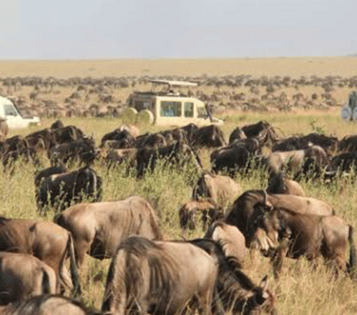 How to Plan the Perfect Serengeti Safari Adventure
