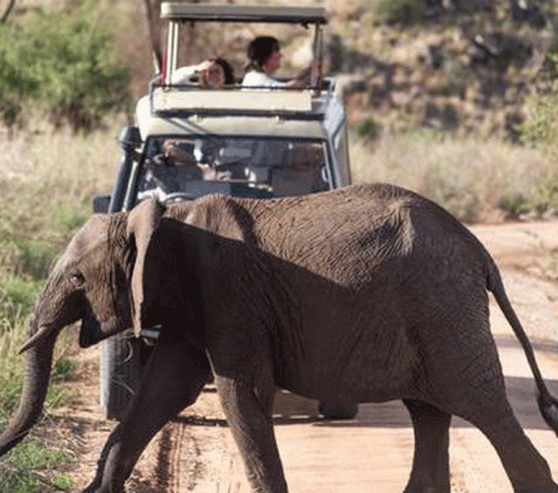Budget Safari in Serengeti