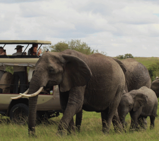 Affordable Serengeti Safari Deals with Trusted Local Guides