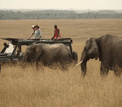 Why Book Your Serengeti Safari with a Local Tanzanian Operator