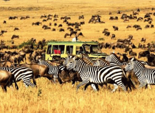 4 Days Tanzania Safari from Arusha