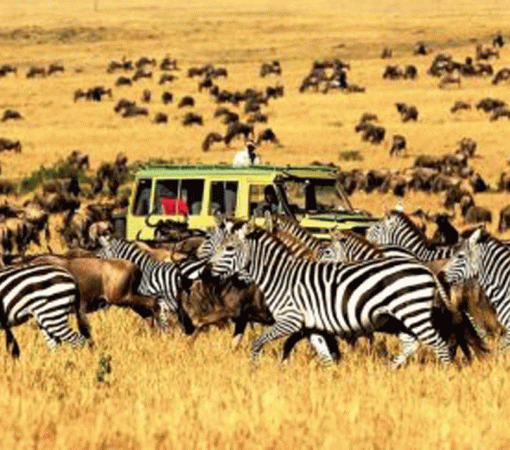4 Days Tanzania Safari from Arusha