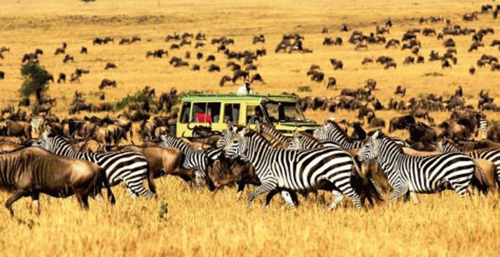 7 Days Tanzania Luxury Fly-In Safari