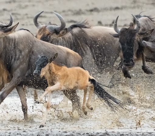 Ndutu area in Serengeti National Park