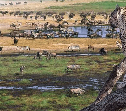 Top Wildlife You Can See in Serengeti National Park