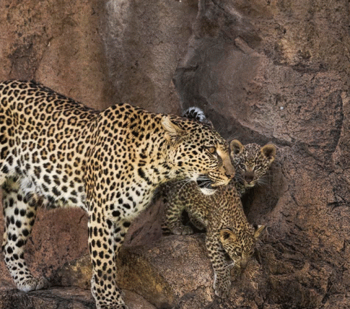 Serengeti Predators