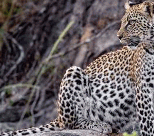 Serengeti Predators