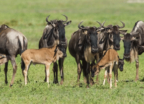 5 Days Serengeti Calving Season Safari